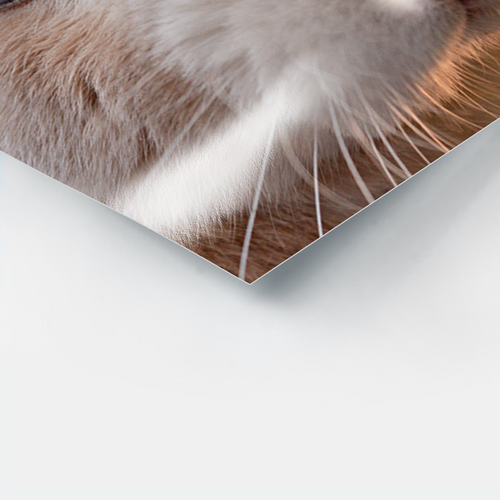 Ampliación fotográfica